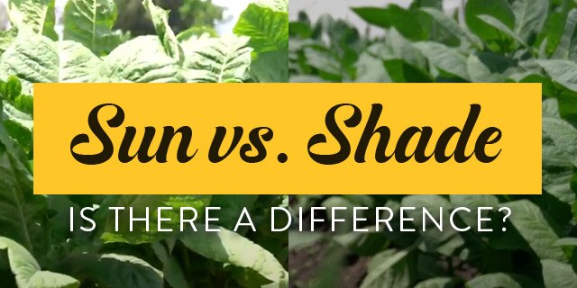 Learn More About Cigars Grown in Sun vs. Shade