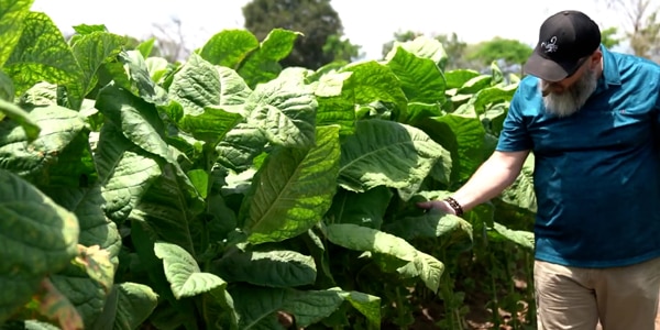Chris Gwaltney in sun grown tobacco field