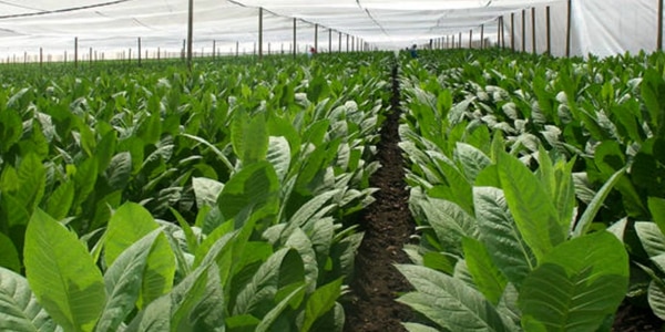 Shade grown tobacco